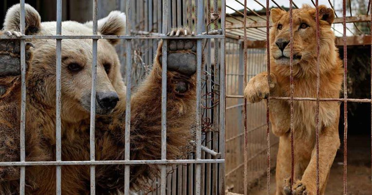 Medvjedica i lav spašeni iz napuštenog zoološkog vrta u ratom zahvaćenom Iraku