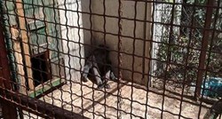 UŽAS U ZATONU OBROVAČKOM Izgladnjele i ranjene životinje zatočene u privatnom zoološkom vrtu