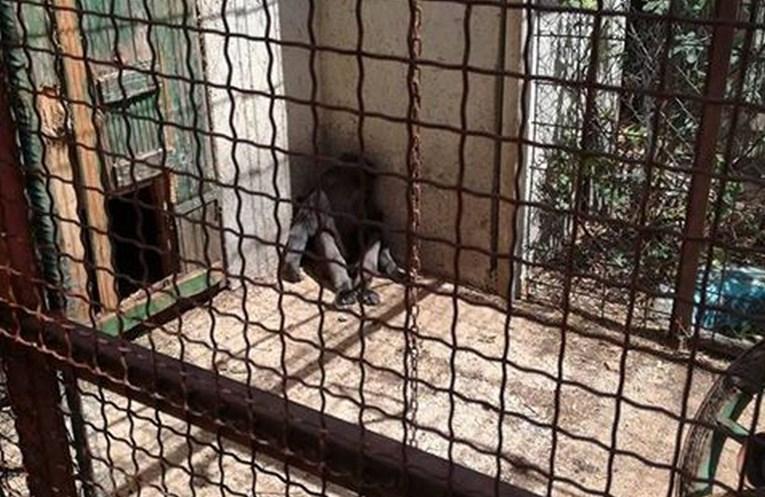 UŽAS U ZATONU OBROVAČKOM Izgladnjele i ranjene životinje zatočene u privatnom zoološkom vrtu