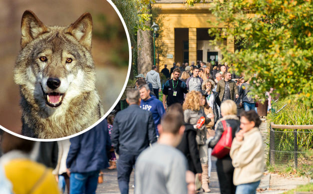 Neobičan splet okolnosti: Otkriveno kako je pobjegla vučica u zagrebačkom ZOO-u