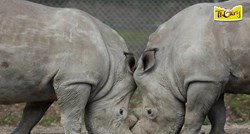 Krivolovci provalili u zoološki vrt, ubili nosoroga i odrezali mu rog