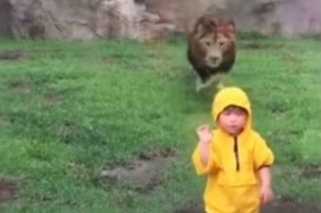 VIDEO Zastrašujući trenutak: Lav se zaletio prema dječaku u zoološkom vrtu