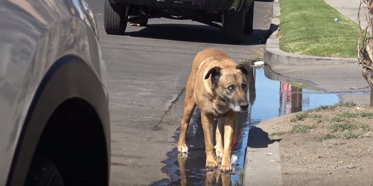 VIDEO Slijepi pas proveo je 10 godina na ulici i bojao se dodira, a ovako izgleda danas