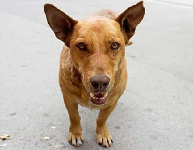 Zvijezda javnog prijevoza: Pas Žuća potpuno sam se svakodnevno vozi beogradskim autobusima