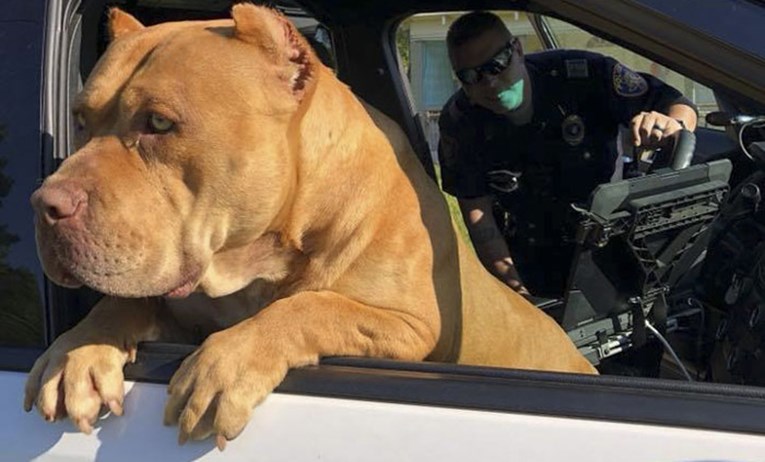 Policajac je dobio dojavu o opasnom psu, no nije se nadao ovakvoj vrsti "napada"