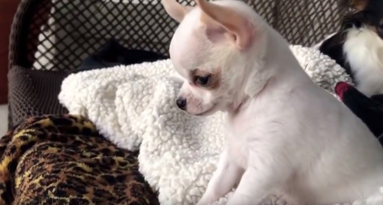 VIDEO Chihuahua je zapazila da se ostatak škvadre igra s njezinom igračkom, a reakcija na to je urnebesna