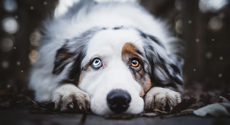 Predivne fotografije pasa koje će zasigurno uljepšati vaš dan