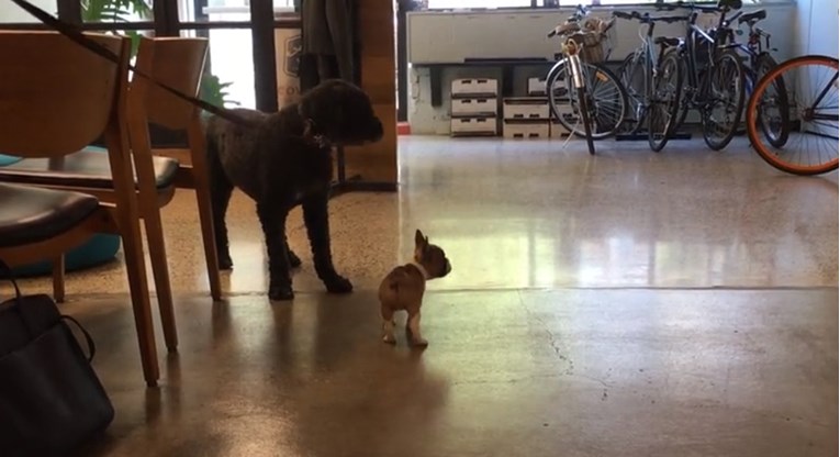 VIDEO Sićušno štene pokušava pozvati velikog pesonju na igru i to izgleda preslatko
