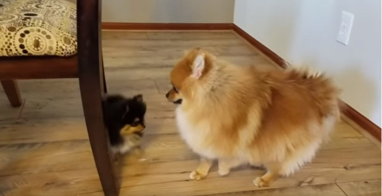 Mi znamo kako upoznati psa sa štenetom, no psić iz videa se nije baš snašao