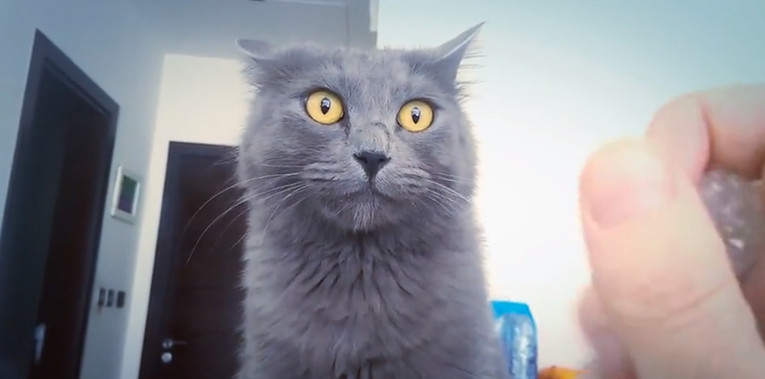 VIDEO Ova maca ima presmiješnu reakciju na zvukove koje čuje prvi put