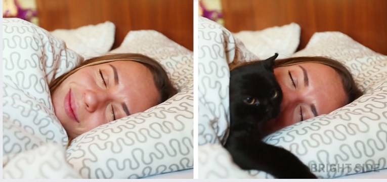 VIDEO Kako izgleda život s mačkom, a kako bez mačke