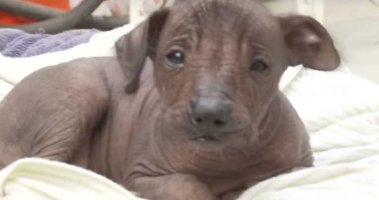 Ta čudna stvorenja - peruanski bezdlaki psi - među najskupljima su na svijetu