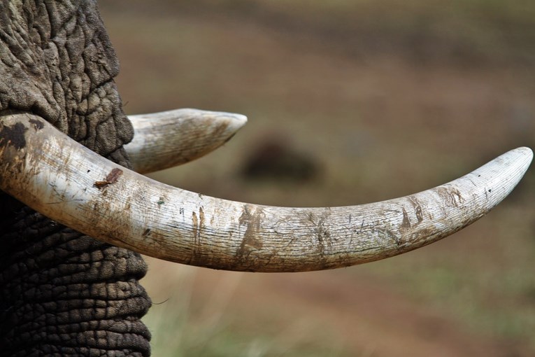 U krijumčarenju uhvaćena "Kraljica slonovače", a smrt će dočekati u zatvoru