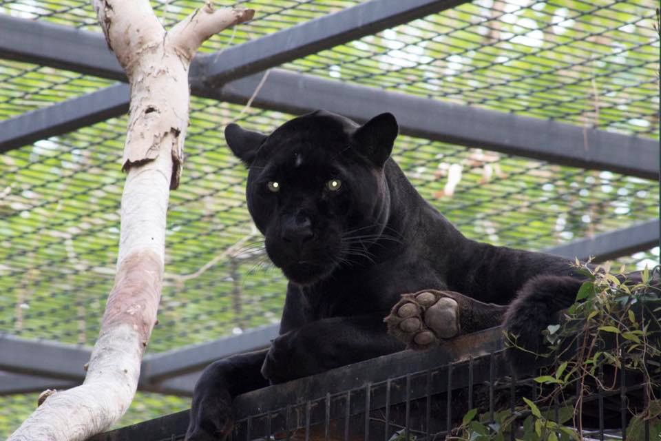 Jaguar koji je napao ženu dok je snimala selfie neće biti uspavan