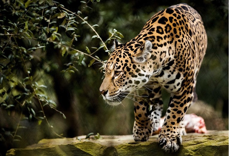 Žena u Arizoni preskočila ogradu kako bi napravila selfie, zgrabio je jaguar