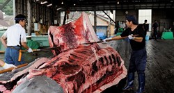 Japanci žele dozvolu za ubijanje više kitova, u nekoliko mjeseci zaklali stotine