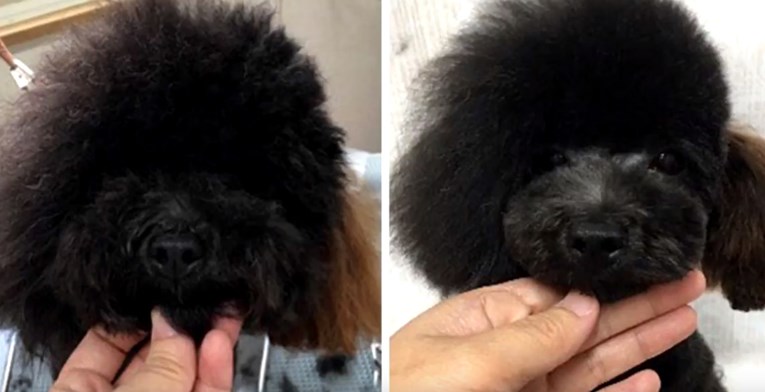 Ovako izgledaju psi koji su se šišali kod stručnjaka za japansko šišanje
