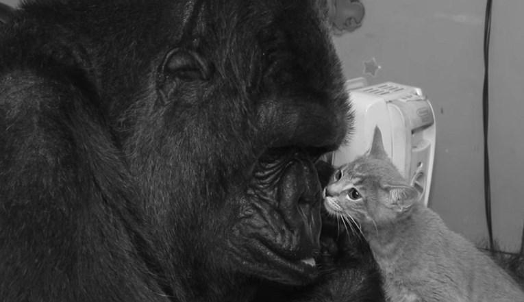 Umrla je Koko, najpoznatija gorila na svijetu