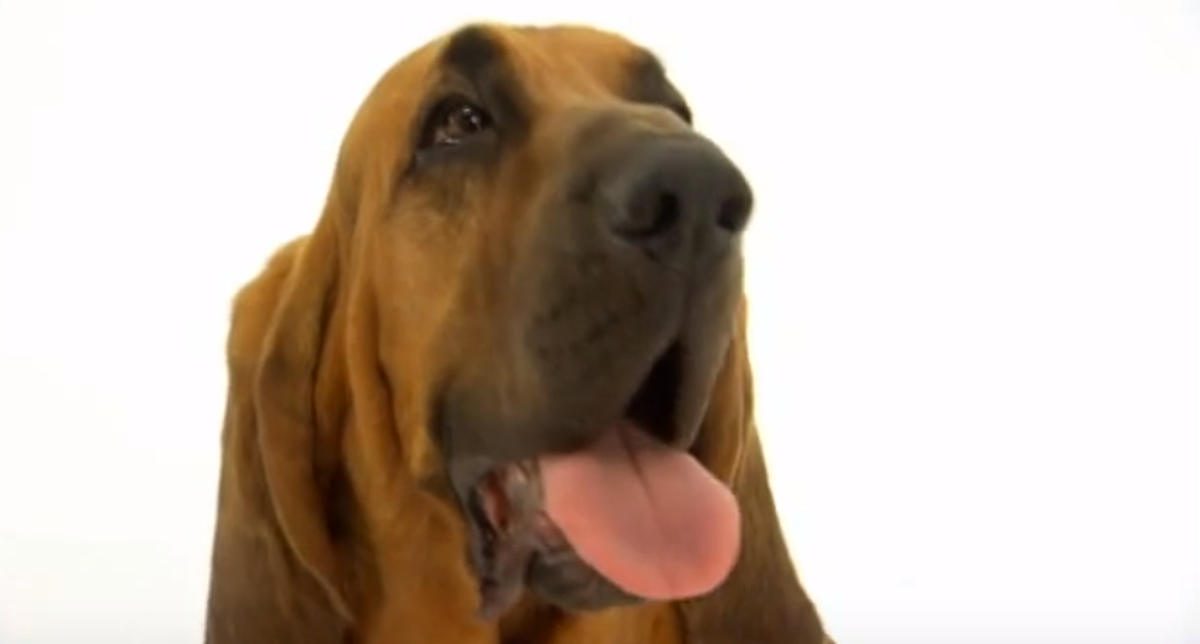 Uživala je u toploj kupki, a onda ju je pas odlučio iznenaditi jednim skokom