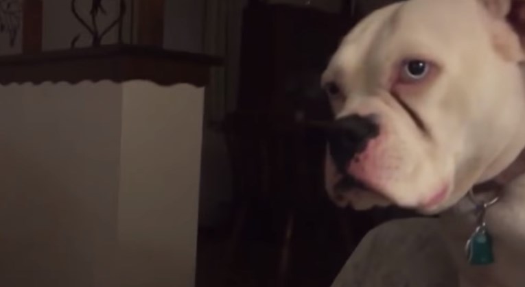 VIDEO Ljubomorni psi zahtijevaju pažnju i ljute se poput male djece