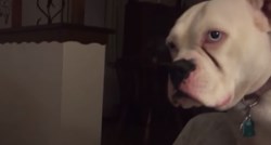 VIDEO Ljubomorni psi zahtijevaju pažnju i ljute se poput male djece