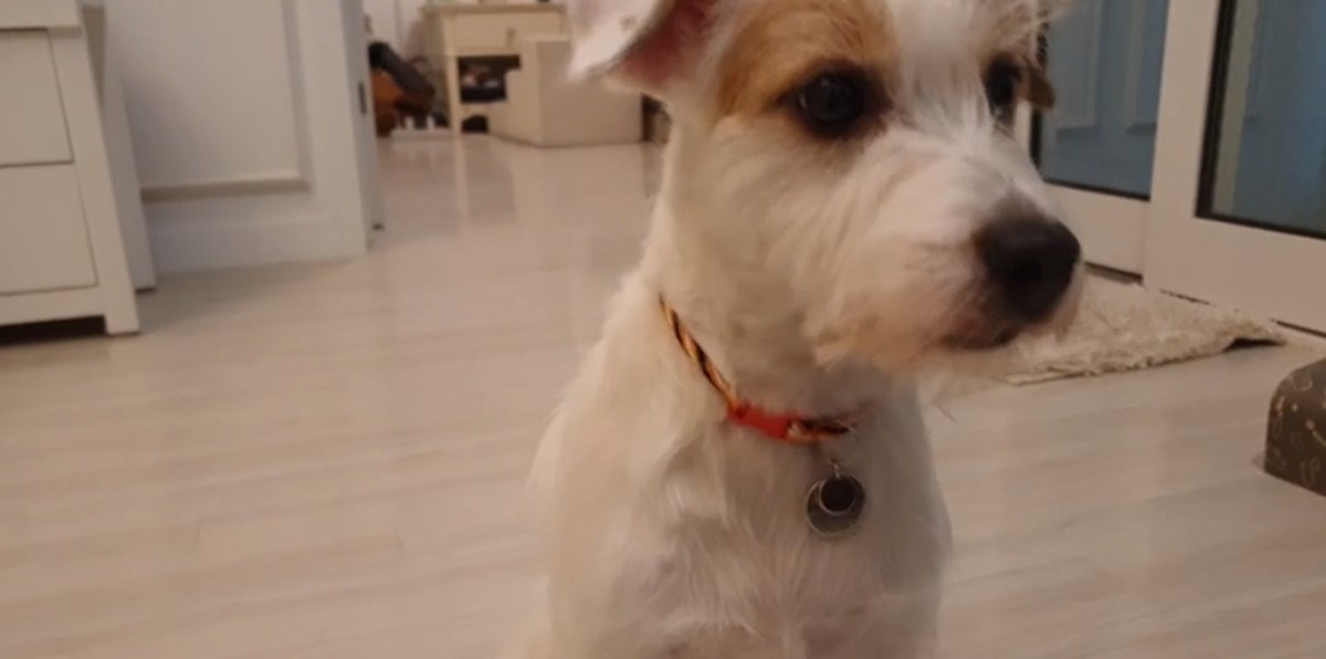 VIDEO Jack Russell učinio je nešto presmiješno kako bi sakrio sram