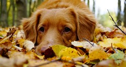 VIDEO Ovi psi uživaju u jeseni i njezinim čarima na najslađi način