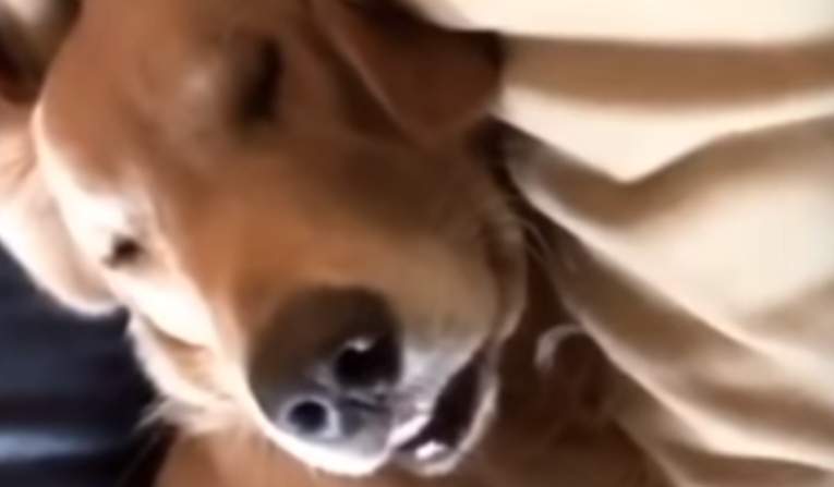 Nisu mogli vjerovati što njihov pas radi u snu, morali su ga snimiti