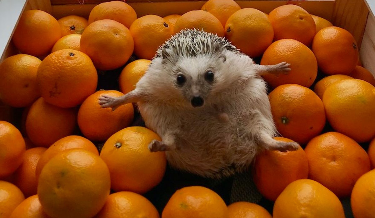 Kada su udomili ježa mislili su da ih mrzi, no sada je priča potpuno drugačija