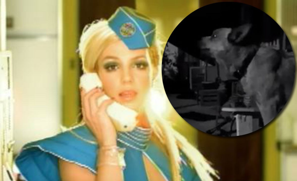 Ljudi su uvjereni da ovaj pas pjeva Toxic od Britney Spears