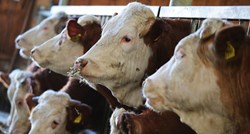 U Hrvatskoj pala proizvodnja kravljeg mlijeka i sira