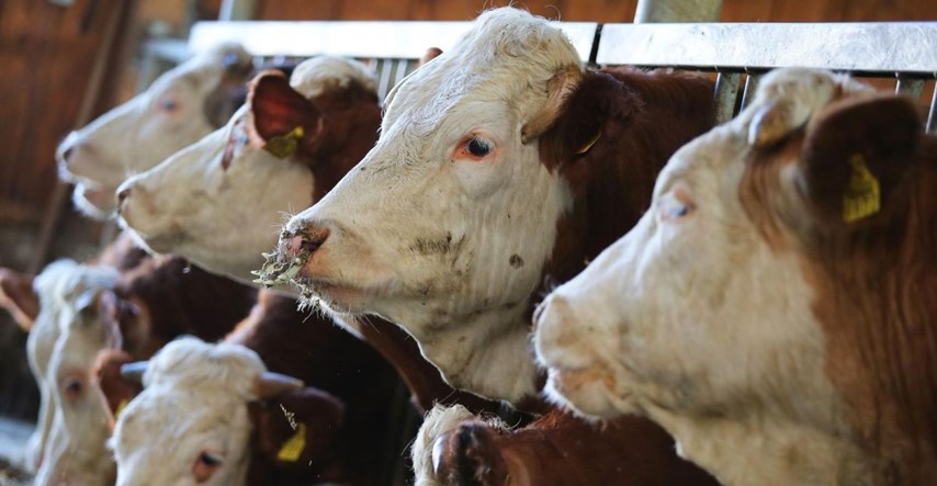 U Hrvatskoj pala proizvodnja kravljeg mlijeka i sira