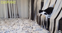 Pustili mačka u sobu prekrivenu WC papirom, snimka postala viralni hit