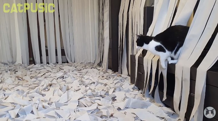 Pustili mačka u sobu prekrivenu WC papirom, snimka postala viralni hit