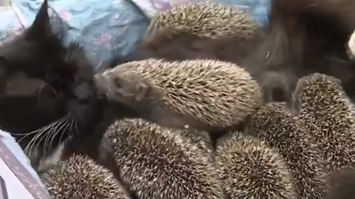 VIDEO Ona je znala da malci trebaju majčinu ljubav i pažnju