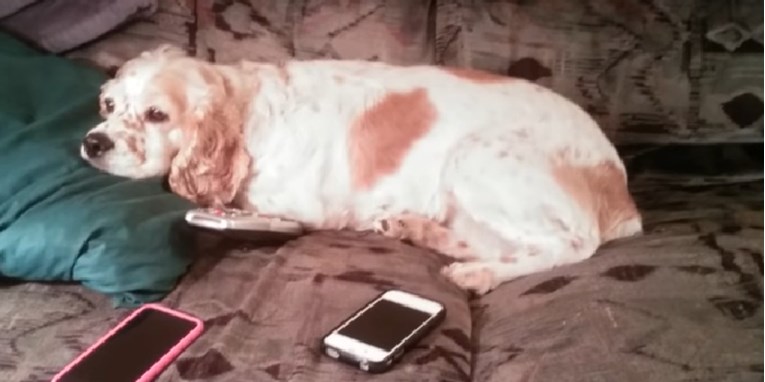 VIDEO Ljubomorna kujica učinila najslađu stvar na svijetu