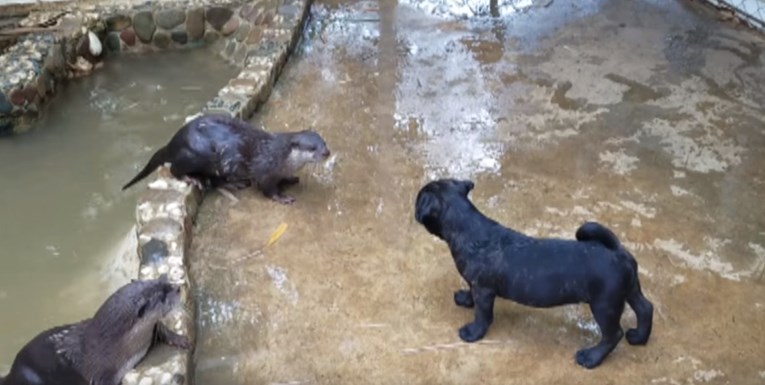 VIDEO Prvi susret mopsa i spašenih vidri najslađa je stvar koju ćete danas vidjeti