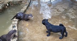 VIDEO Prvi susret mopsa i spašenih vidri najslađa je stvar koju ćete danas vidjeti