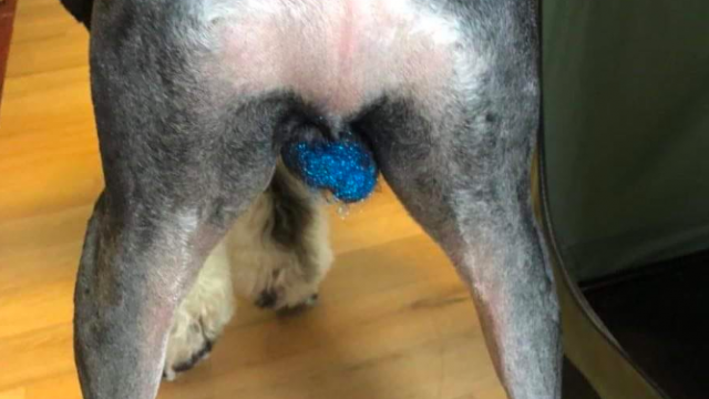 Novi trend među psima koji je šokirao javnost: šljokice na testisima