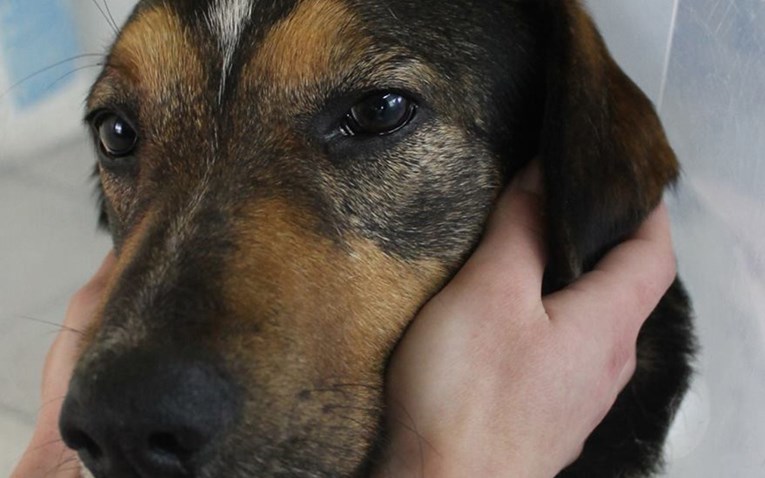 Pas spašen iz romskog naselja ima želju koju mu može ispuniti svatko od vas