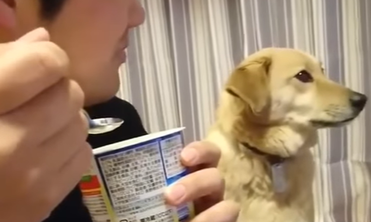 Pas je baš htio jogurt, no kada ga vlasnik pogleda, postane užasno stidljiv