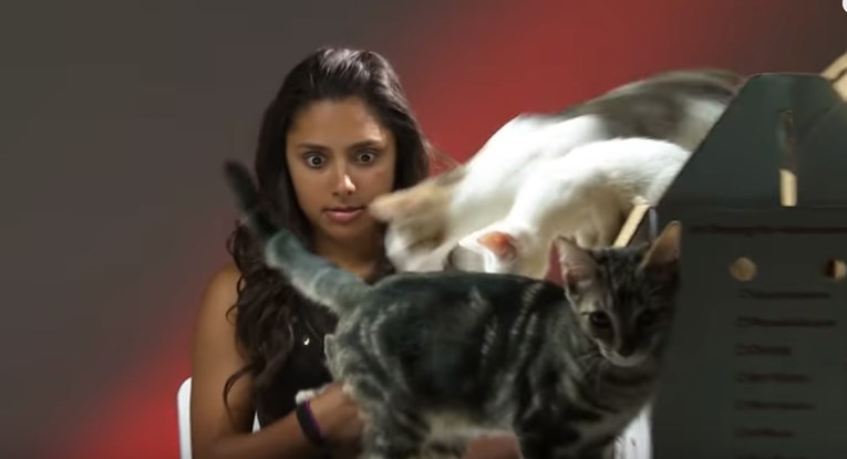 Ljudi koji mrze mačke imali su bliski susret s mačićima, a ovo su njihove reakcije