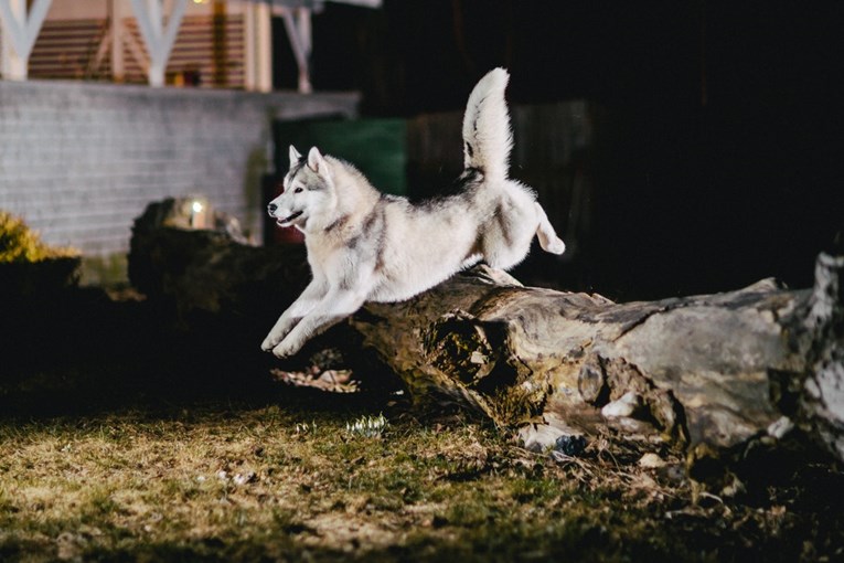 VIDEO Upoznajte pet tipova psećih majstora bježanja
