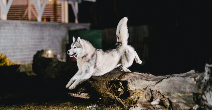 VIDEO Upoznajte pet tipova psećih majstora bježanja