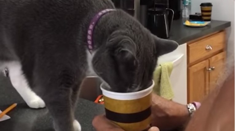 VIDEO Maca željna pažnje ne da vlasniku popiti kavu