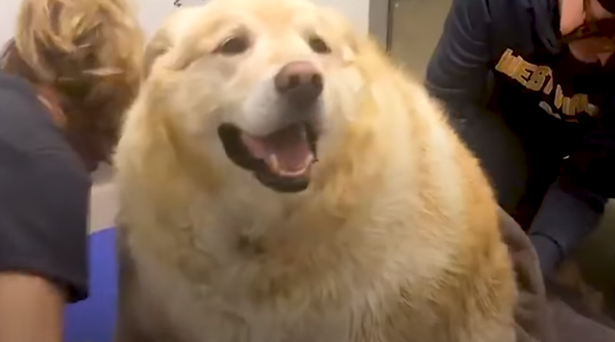 Htjeli su ga uspavati jer je imao 80 kilograma, no jedna ga je žena spasila