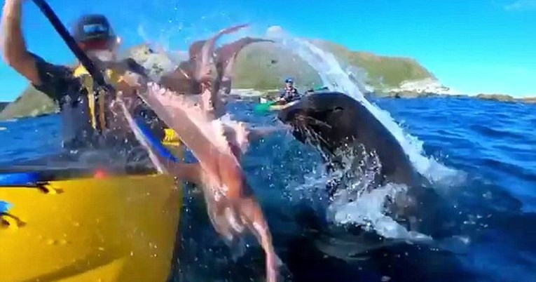 Objašnjeno je: Evo zašto je tuljan bacio hobotnicu kajakašu u facu