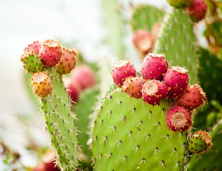Kaktusova voda postaje trend u svijetu zdravlja i ljepote