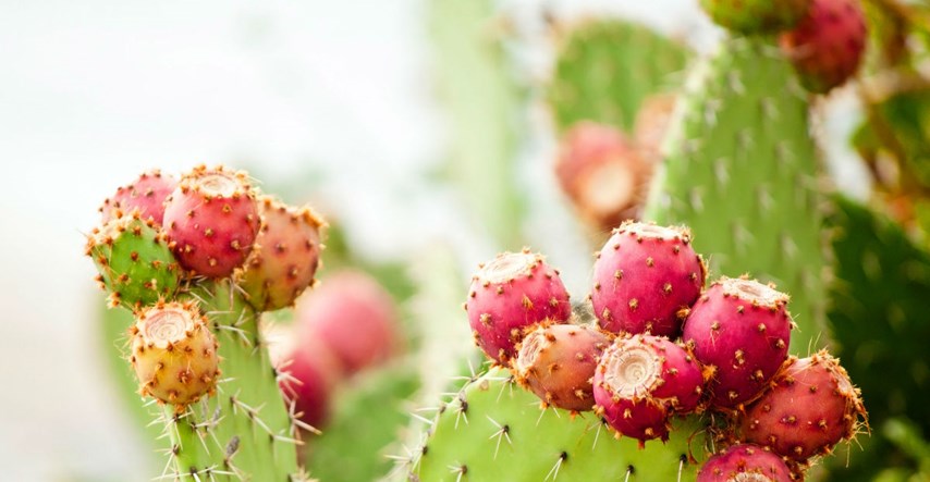 Kaktusova voda postaje trend u svijetu zdravlja i ljepote