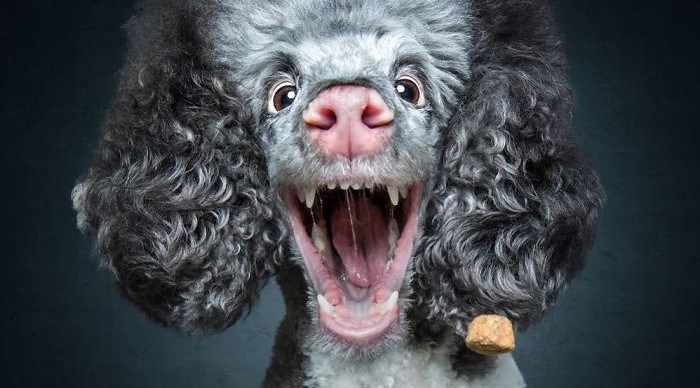 Urnebesne ekspresije lica pasa koji pokušavaju uhvatiti slasne nagrade